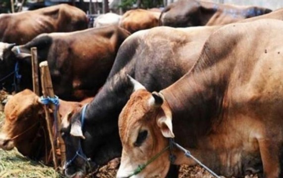 Zero Hour: Haryana government to keep cows in jails to reform prisoners
