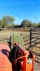 Kiddo Learns Lesson on Why Not to Run While Pushing a Gate