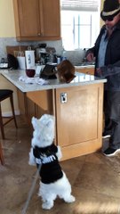Cat on Counter Slaps Westie Dog