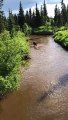 Momma Moose and Babies Enjoying the River