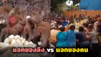 อายลิงมั้ย !? มาดูความต่างระหว่าง แจกของลิง กับ แจกของคน