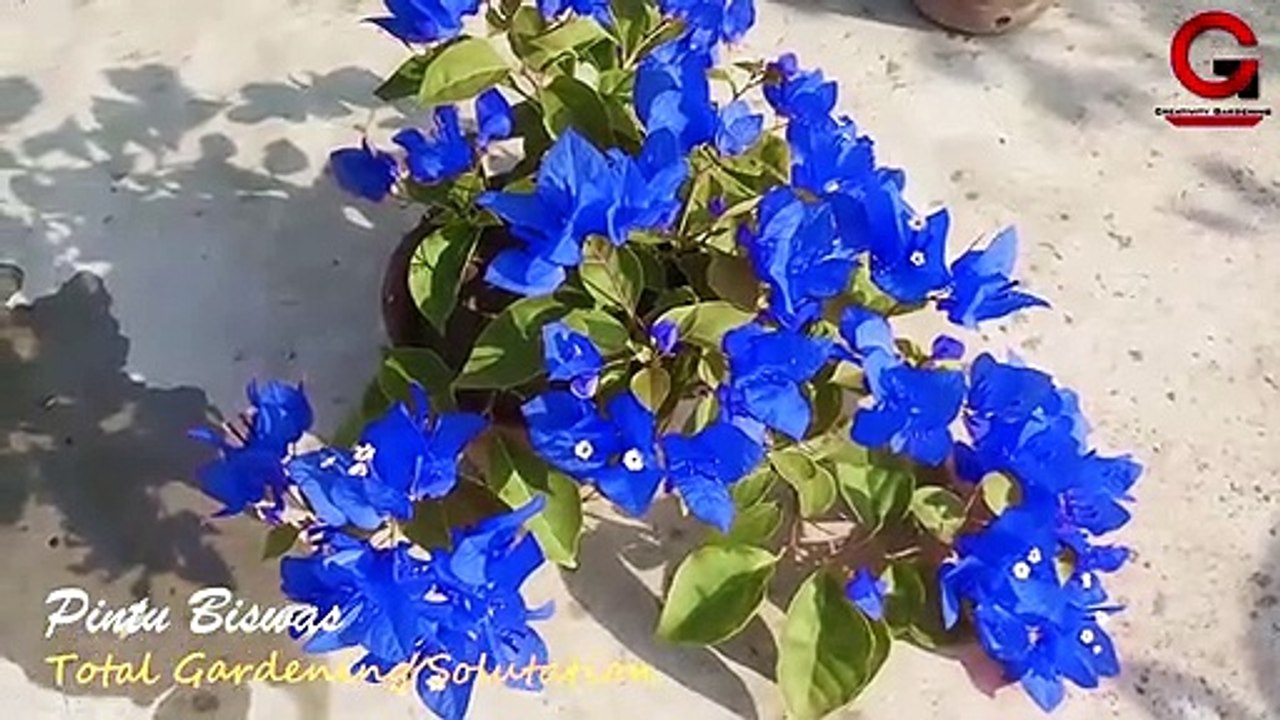 Blue Bougainvillea