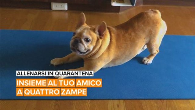 Allenarsi in quarantena: Workout insieme al tuo amico a quattro zampe