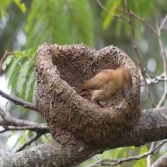 Nest Building of Engineer Bird