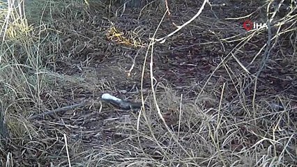 Erzincan’da beyaz gelincik görüntülendi