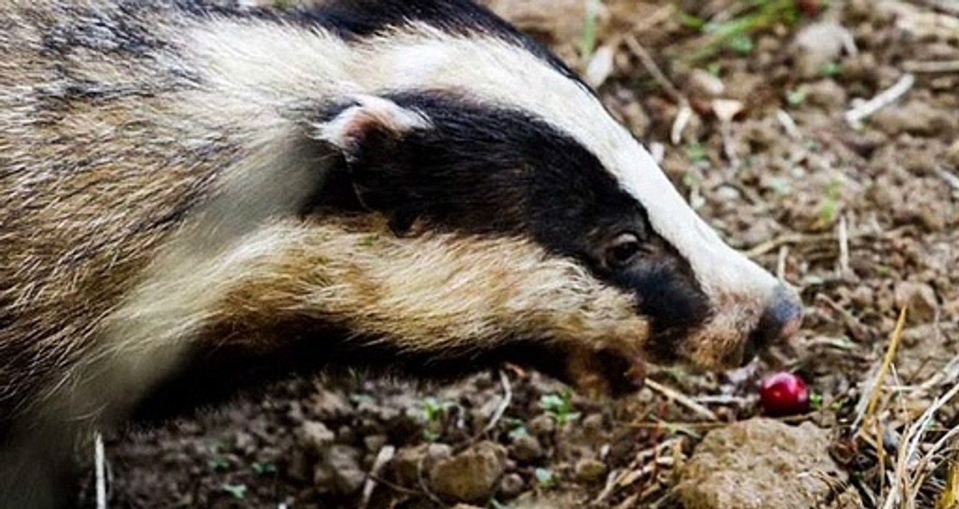 BBC Radio 4_Farming Today 19May20 - no badger cull in Derbyshire but supplementary culling licences in other counties
