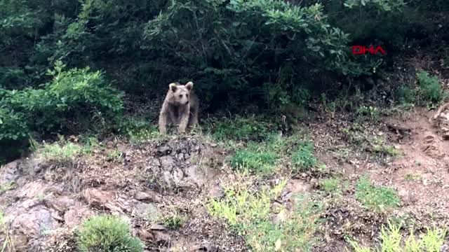 Artvin'de sokaklarda dolaşan boz ayı ilçenin maskotu oldu
