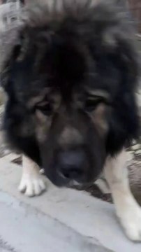 MAHALLEDE ADAMCI KAFKAS COBAN KOPEGi - ANGRY CAUCASiAN SHEPHERD DOG in STREET