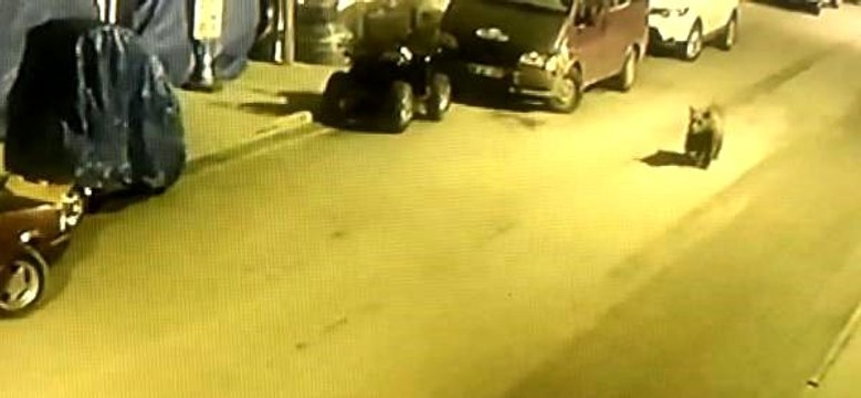 Artvin'de bir haftadır sokaklarda dolaşan boz ayı ilçenin maskotu oldu