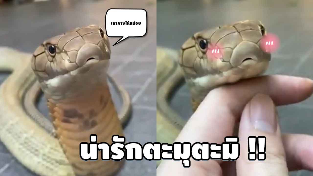 ตะมุตะมิปะล่ะ !! งูจงอาง ให้มนุษย์เกาคง ส่งสายตาเป็นมิตร แลบลิ้นเล่นกล้อง