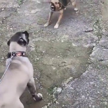 KARABAS COBAN KOPEGi YAVRUSU ATISMA - BLACK HEAD SHEPHERD DOG PUPPY VS