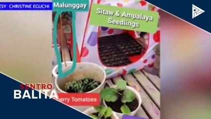 'Urban gardening', patok ngayong ay community quarantine