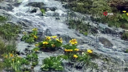 Posof’da muhteşem bahar manzarası