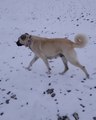 DiSi KANGAL KOPEGi ile KARDA YURUYUS - FAMELA KANAL DOG with WALK SNOW
