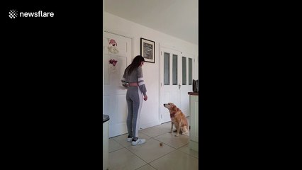 Labrador nails the 'temptation challenge' by remaining remarkably still