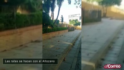 Las ratas se hacen con el Altozano