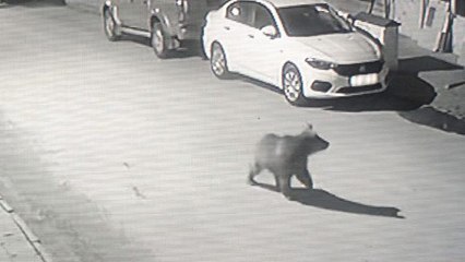 Artvin’de sokaklarda dolaşan boz ayı ilçenin maskotu oldu