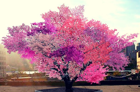 Cet arbre produit 40 fruits différents