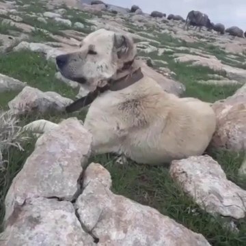 COBAN KOPEGi GOREVi BASINDA GOZLER HEDEFTE - SHEPHERD DOG at MiSSiON SHEEPS