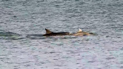 Bottlenose dolphins in Scarborough