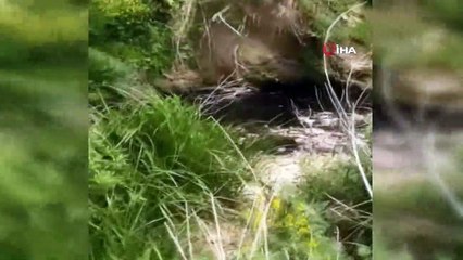 Tekirdağ’da ölü balıklar kıyıya vurdu