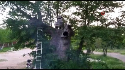 Çiftçilere saldıran arılar kovana alındı