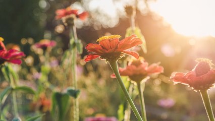 Video herunterladen: Las plantas tienen memoria y también olvidan