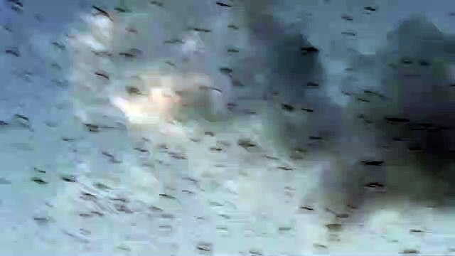 नीमच जिले में टिड्डी दल का हमला, फसलों पर छाए संकट के बादल