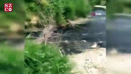 Tekirdağ’da ölü balıklar kıyıya vurdu