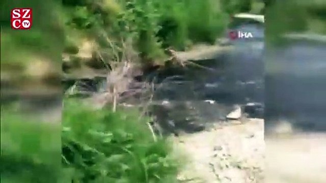 Tekirdağ’da ölü balıklar kıyıya vurdu