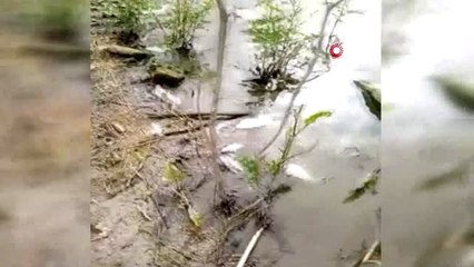 Tekirdağ'da ölü balıklar kıyıya vurdu