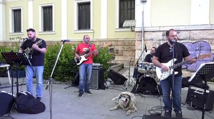 Αδέσποτο σκυλάκι συμμετείχε σε όλη την διαμαρτυρία των εκπαιδευτικών