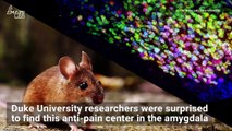 Scientists Have Found a Pain 'Off Switch' in Mice Brains