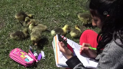 Derslerini kaz ve kuş sesleri arasında EBA'dan takip ediyor - KARS
