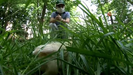 4 saatlik izinde civcivlerinden ayrılamadı