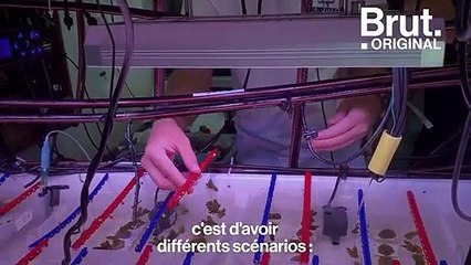 Les coraux pourraient-ils être de plus en plus résistants face au changement climatique ?
