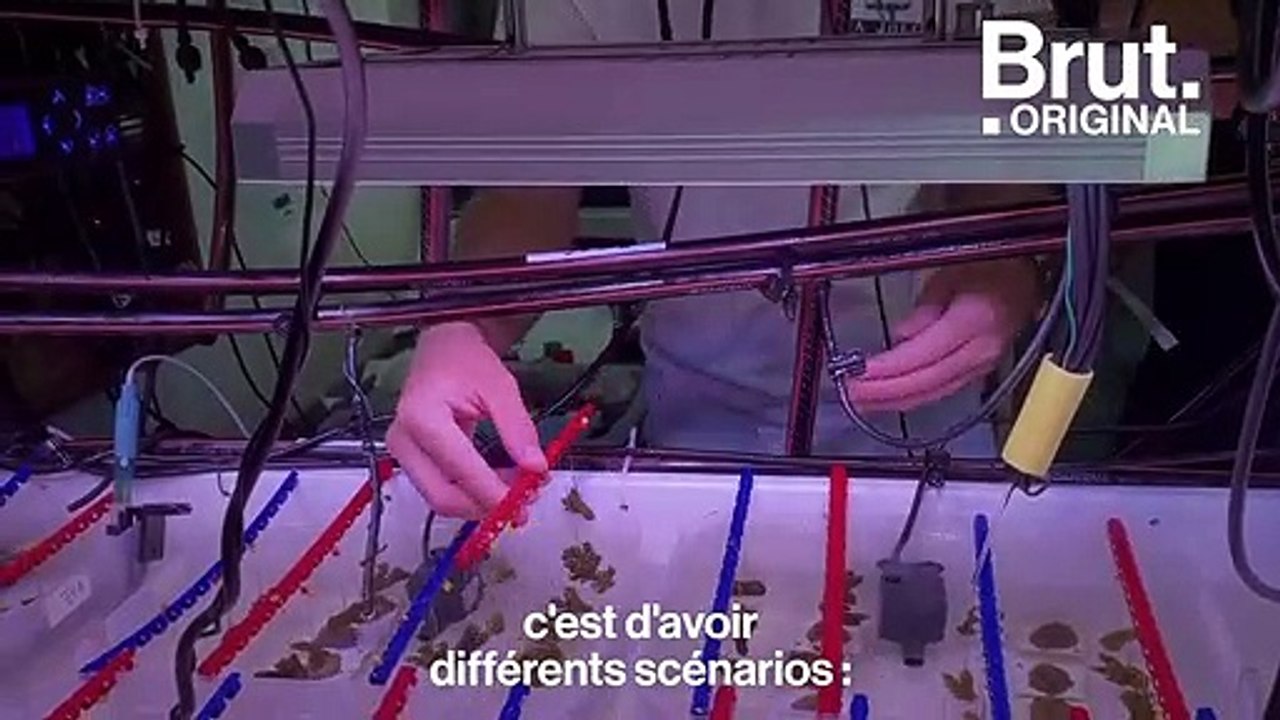 Les coraux pourraient-ils être de plus en plus résistants face au changement climatique ?
