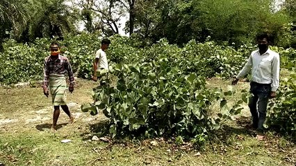 पति ने मांगा पत्नी से बीड़ी का पैसा, नही देने पर उतारा मौत के घाट