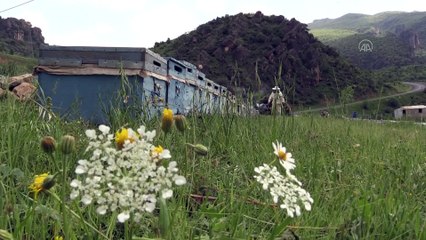 Hakkari'de binbir çeşit çiçekten üretilen bal mesaisi başladı