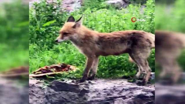 Tilki karnını doyurdu, kurt ise derede böyle serinledi