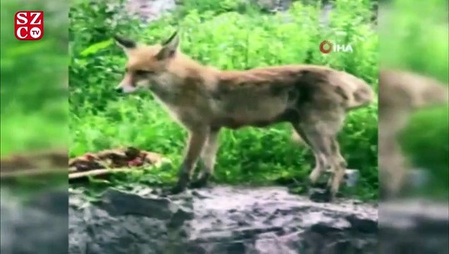 Tilki karnını doyurdu, kurt ise derede serinledi