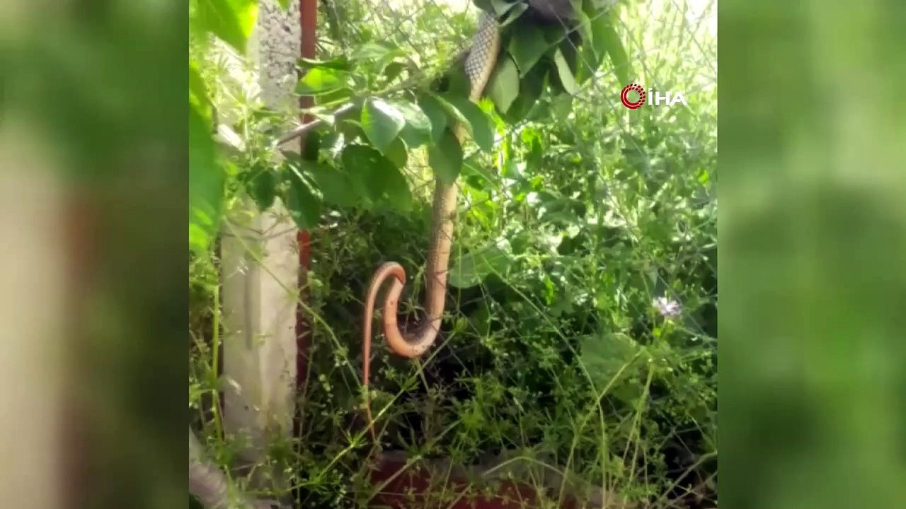 Çöl sıcaklarının yaşandığı Bursa'da 2 günde arka arkaya ortaya çıkan yılanlar korkuya sebep oldu