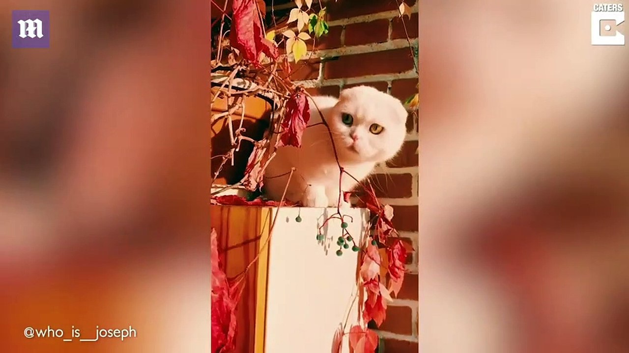 Incroyable, les yeux de ce chat sont de deux couleurs différentes