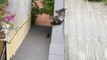Un chaton est tombé des escaliers, ces amis interviennent pour le secourir.