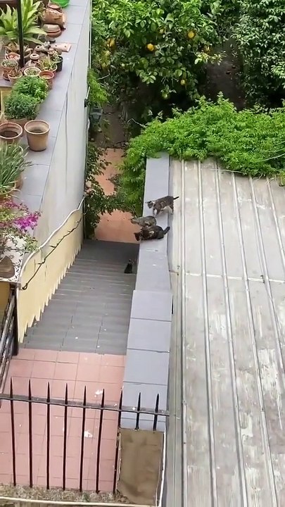 Un chaton est tombé des escaliers, ces amis interviennent pour le secourir.