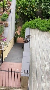 Un chaton est tombé des escaliers, ces amis interviennent pour le secourir.