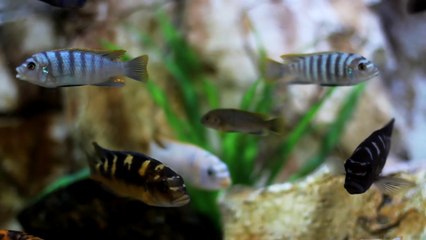 fish under the marine life