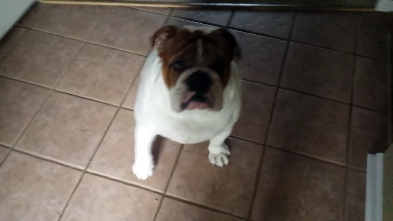 English Bulldog admits to farting