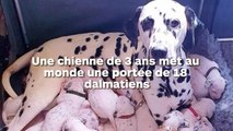 Un maman dalmatien accouche de 18 chiots