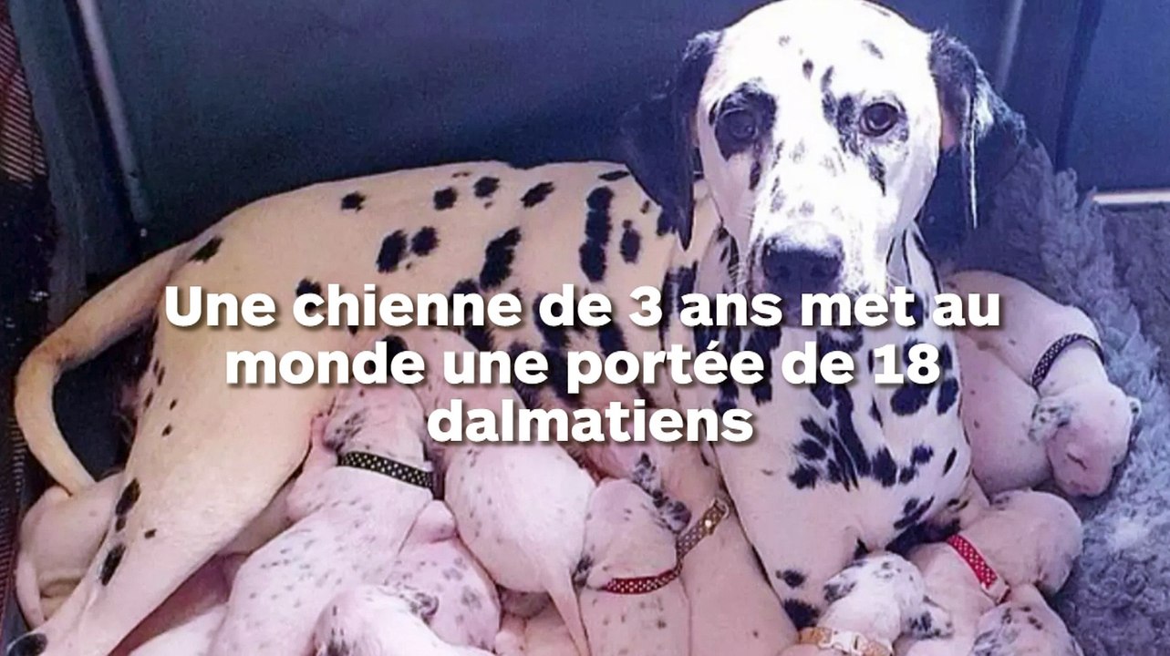Un maman dalmatien accouche de 18 chiots